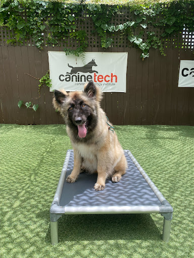 Canine Technology Institute - Miami Dog Boarding & Training School