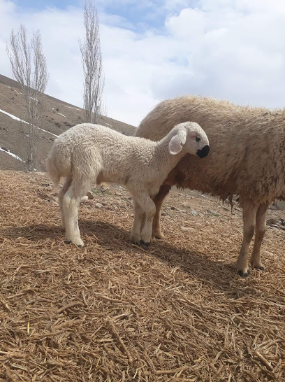 Muammer Bircan Damızlık Kangal Koyun Üretim Çiftliği
