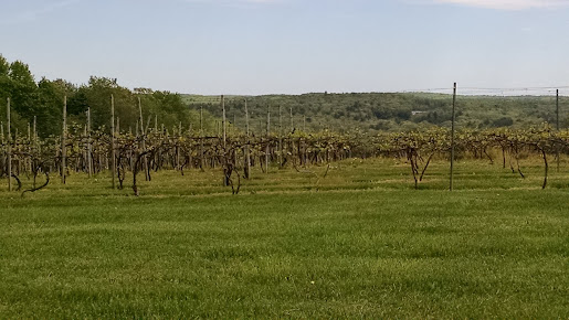 Cassidy Hill Vineyard