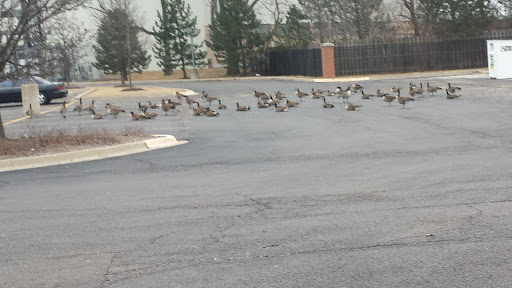 Supermarket «ALDI», reviews and photos, 1432 E Rand Rd, Prospect Heights, IL 60070, USA