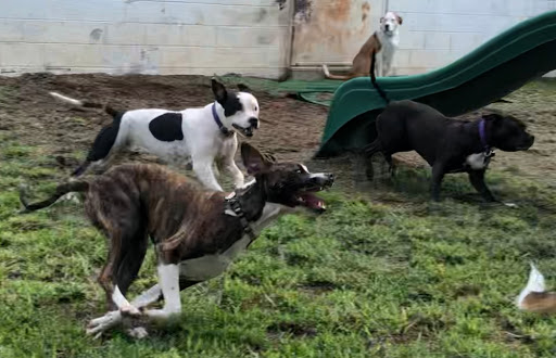 Pet Boarding Service «Howliday Inn Suites & Treats Pet Resort», reviews and photos, 1 Davis Ct, Hurricane, WV 25526, USA