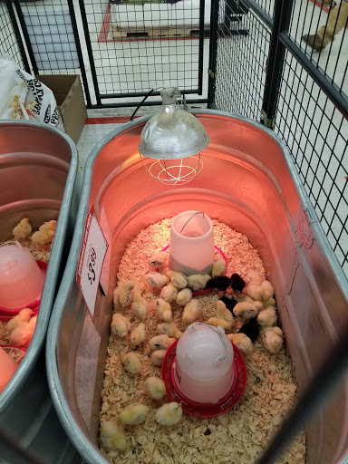 Home Improvement Store «Tractor Supply Co.», reviews and photos, 154 Vestal Pkwy W, Vestal, NY 13850, USA