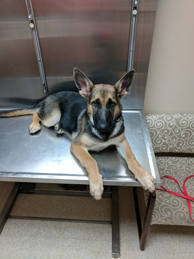 Animal Hospital «Animal Medical Corpus Christi», reviews and photos, 6822 Everhart Rd, Corpus Christi, TX 78413, USA