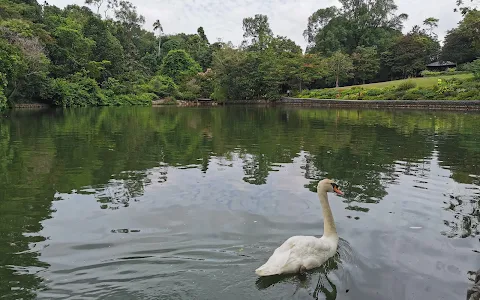 Swan Lake image