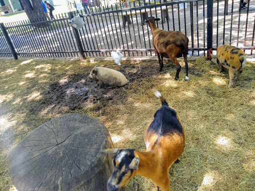 Zoo «Fritz Park Petting Farm», reviews and photos, 312 E Vilbig St, Irving, TX 75060, USA