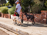 She Loves My Dog - Photo 4 - Car repair in , Simi Valley