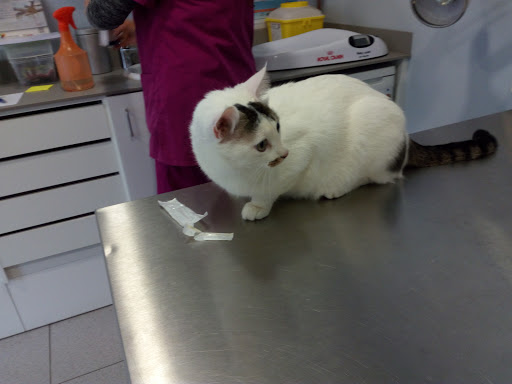 Clínica Veterinaria Rodamon en Blanes