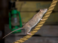 Western Pest Services - Photo 3 - Car repair in Maple Shade, NJ, Philadelphia