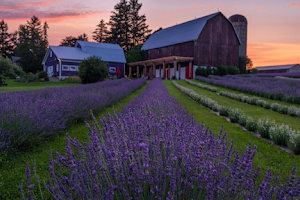 Apple Hill Lavender image