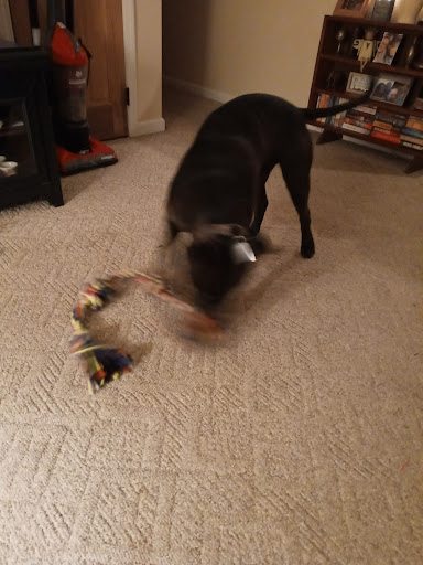 Pet Supply Store «PetSmart», reviews and photos, 476 Corwin Nixon Blvd, South Lebanon, OH 45065, USA