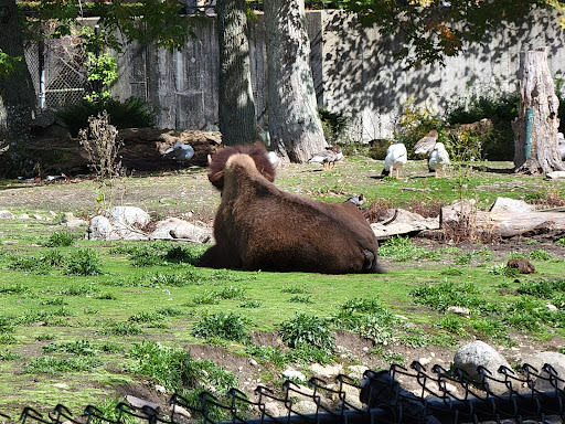 Zoo «Buttonwood Park Zoo», reviews and photos, 425 Hawthorn St, New Bedford, MA 02740, USA