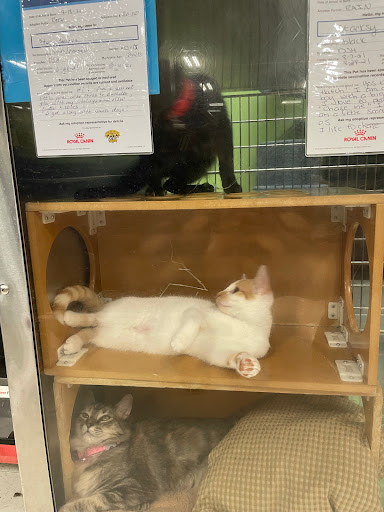 Pet Supply Store «PetSmart», reviews and photos, 2840 W Chandler Blvd, Chandler, AZ 85224, USA