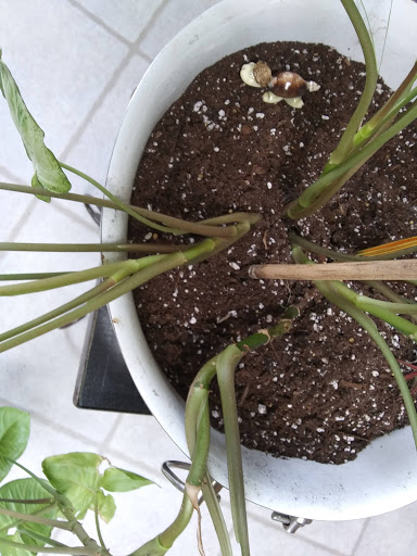 Greenhouse «Wentworth Greenhouses», reviews and photos, 141 Rollins Rd, Rollinsford, NH 03869, USA