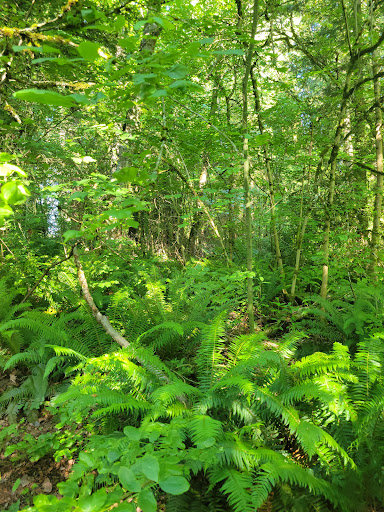 Park «Lake Geneva Park», reviews and photos, 34429 46th Ave S, Auburn, WA 98001, USA