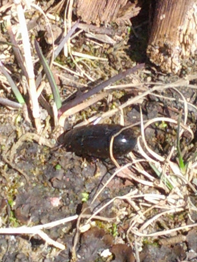 Nature Preserve «Leonard Preserve», reviews and photos, N Union St, Manchester, MI 48158, USA