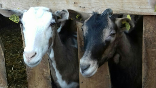 EARL La Garotière (Ferme Geoffray) 2 Chem. du Bourdeau, 69330 Jons, France