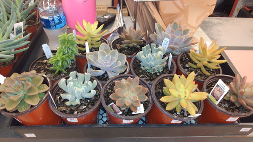 Hardware Store «Ace Hardware of Deltona», reviews and photos, 2840 Elkcam Blvd, Deltona, FL 32738, USA