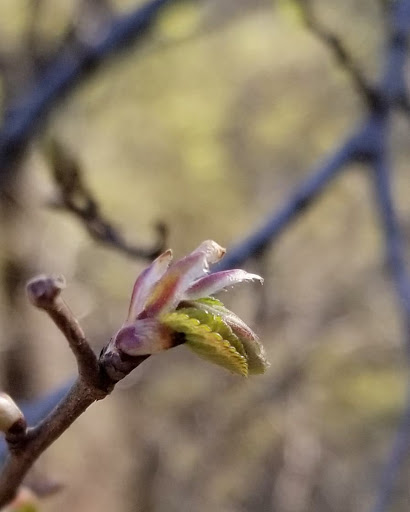 Nature Preserve «Stillhouse Hollow Nature Preserve», reviews and photos, 7810 Sterling Dr, Austin, TX 78759, USA