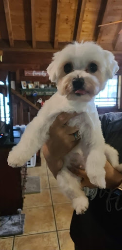 Pet Store «DipidyDawg Gourmet Dog Bakery & Boutique», reviews and photos, 21301 S Tamiami Trail Suite 430, Estero, FL 33928, USA