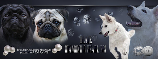 Hodowla Mopsów Black Diamond&Pearl FCI