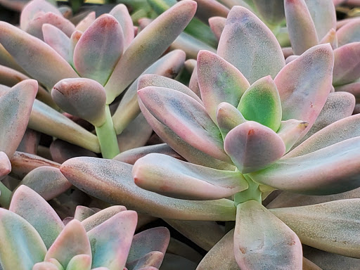 Orchard «The Orchard Shop», reviews and photos, 311 W St Joseph St, Muncie, IN 47303, USA