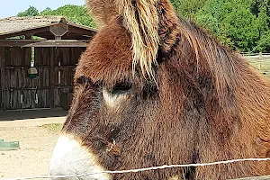 Donkey of Poitou donkey image