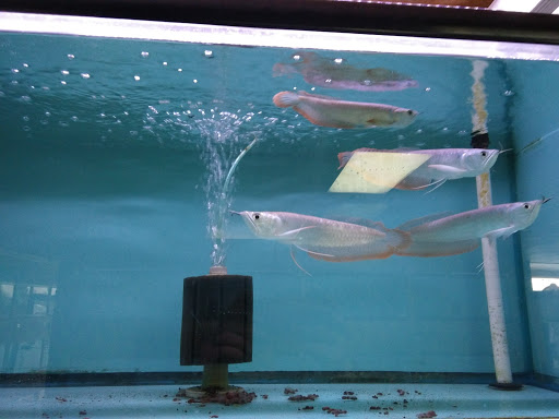 Pet Store «Pet World Ltd», reviews and photos, 14501 Warwick Blvd, Newport News, VA 23608, USA