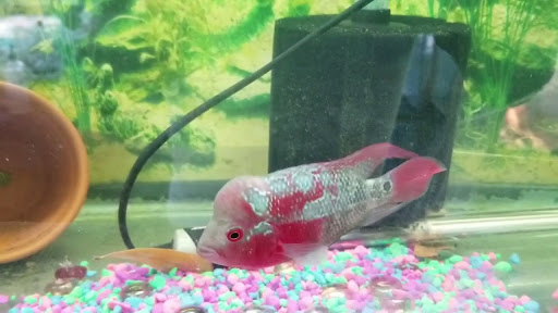 Pet Supply Store «Professional Fish Keepers Aquarium Store», reviews and photos, 7573 W Sample Rd, Coral Springs, FL 33065, USA