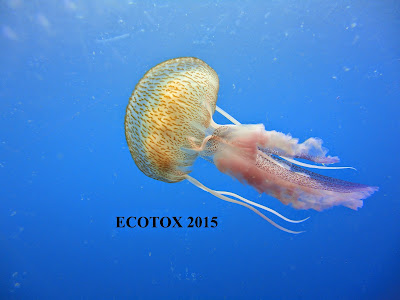 Ecotox à Affringues
