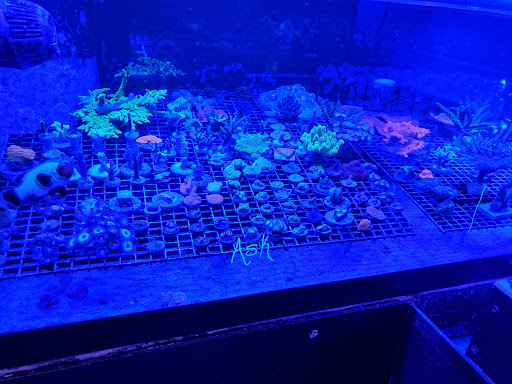 Tropical Fish Store «Blue Earth Corals & Aquariums», reviews and photos, 5791 Desoto Rd, Lake Worth, FL 33463, USA