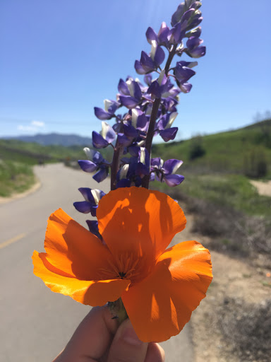 State Park «Chino Hills State Park», reviews and photos, 4721 Sapphire Rd, Chino Hills, CA 91709, USA