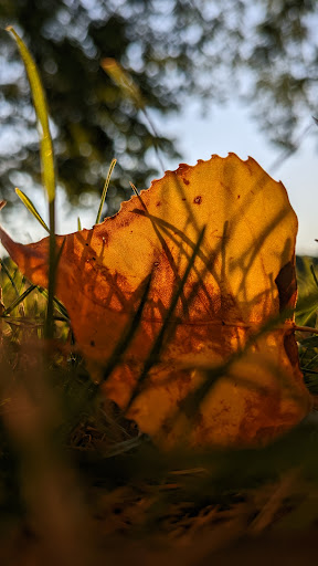 Park «Touhy Park», reviews and photos, 7348 N Paulina St, Chicago, IL 60626, USA