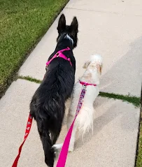 Treats and Tails Pet Services LLC - Car repair in , Garland - Rated 5.0/5