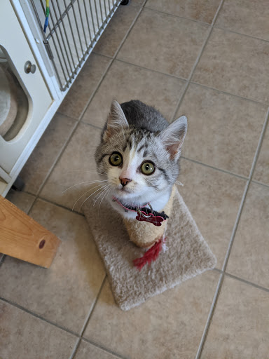 Thrift Store «Companion Animal Foundation», reviews and photos, 88 Sunnybrae Center, Arcata, CA 95521, USA