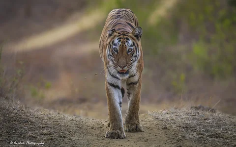 Tadoba-Andhari Tiger Reserve image