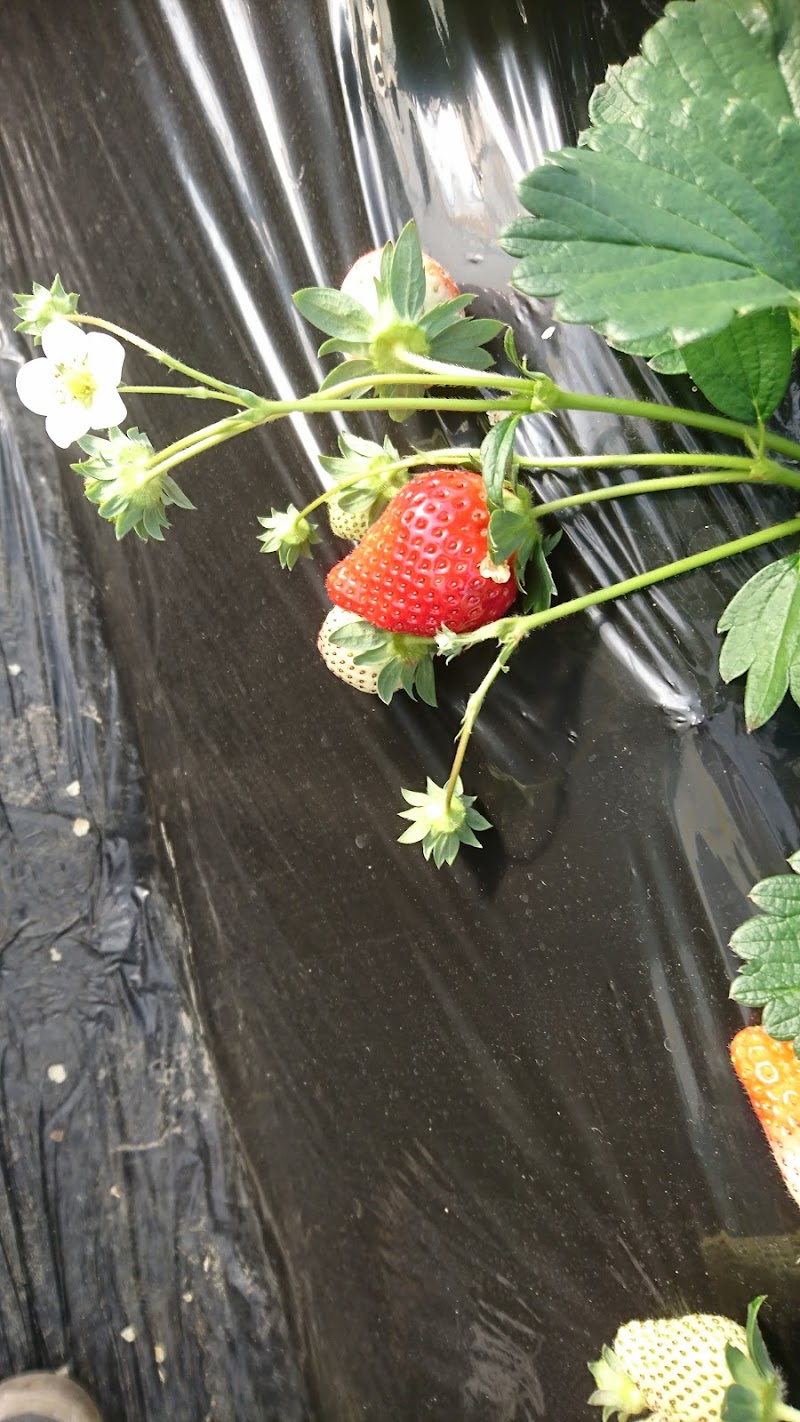 MASHIKO STRAWBERRY FARM ましこ いちご 農園