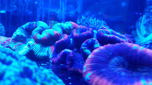 Tropical Fish Store «Stormborn Reef», reviews and photos, 2955 Enterprise Rd #108, DeBary, FL 32713, USA
