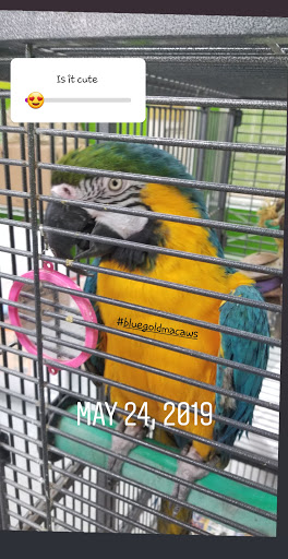 Pet Store «Coral Reef Pet Center», reviews and photos, 7723 W Lawrence Ave, Norridge, IL 60706, USA