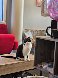 Les plus récentes photos du Restaurant Bar à chats - Le café du Chat'Ô - Plescop - n°3