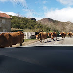 Photo n°12 de l'avis de carlos.e fait le 15/10/2019 à 14:14 sur le  Terra Fria à Montalegre