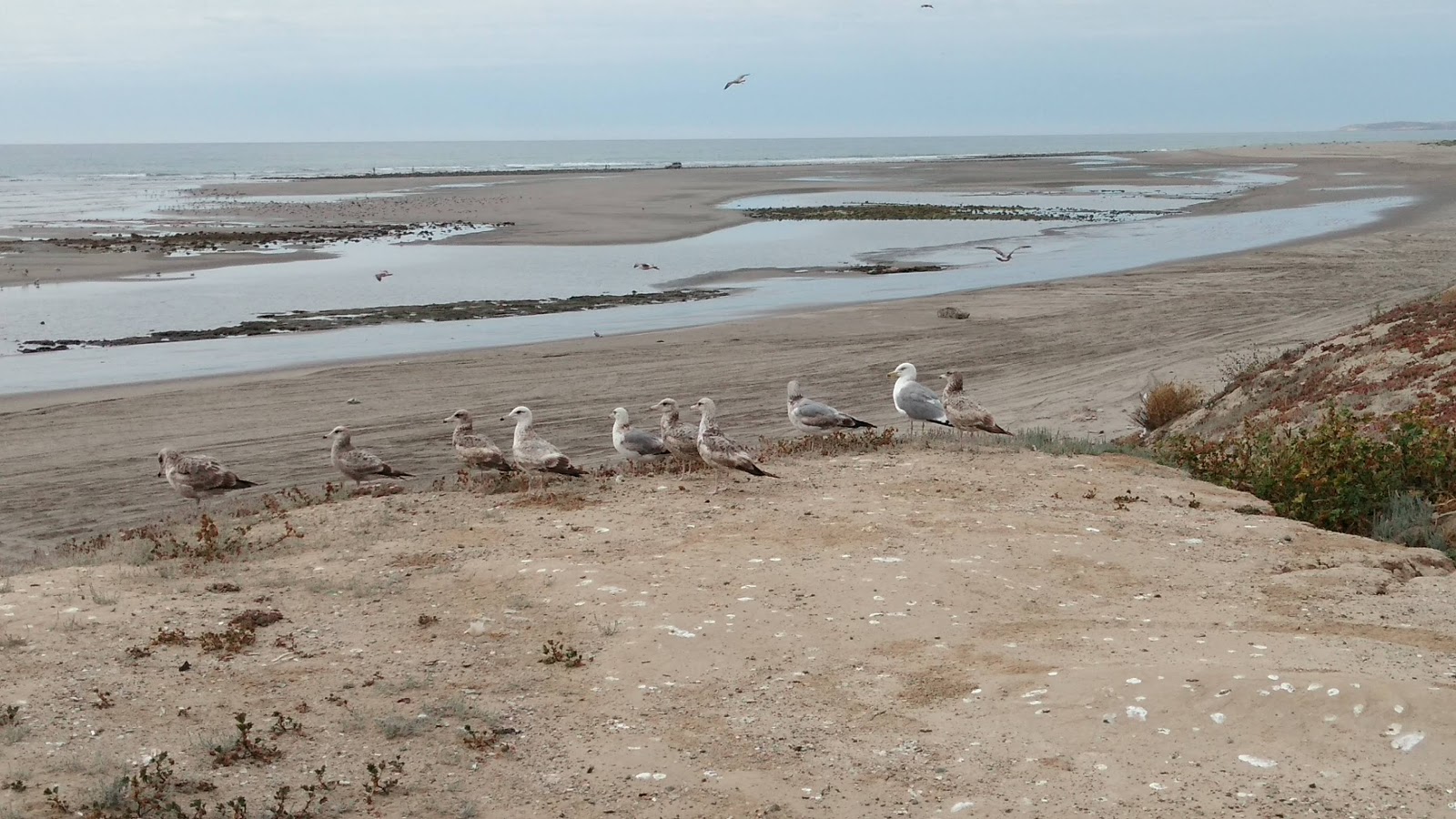 Las Barrancas Beach'in fotoğrafı çok temiz temizlik seviyesi ile