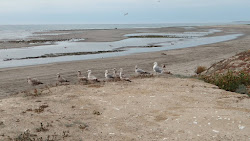 Las Barrancas Beach'in fotoğrafı çok temiz temizlik seviyesi ile