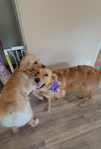 Pet Supply Store «EarthWise Pet Supply & Grooming», reviews and photos, 245 Fries Mill Rd, Blackwood, NJ 08012, USA