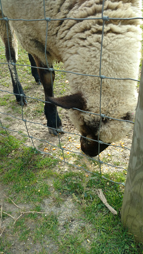 Christmas Tree Farm «Piney Acres», reviews and photos, 1115 E 1000 N, Fortville, IN 46040, USA