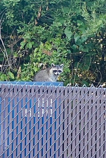 Museum «National Baseball Hall of Fame and Museum», reviews and photos, 25 Main St, Cooperstown, NY 13326, USA