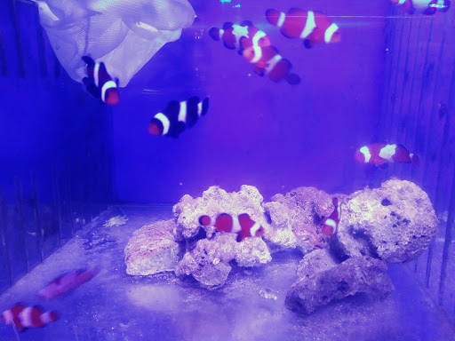 Tropical Fish Store «Aquatic Vision», reviews and photos, 6028 Pine Hill Rd, Port Richey, FL 34668, USA