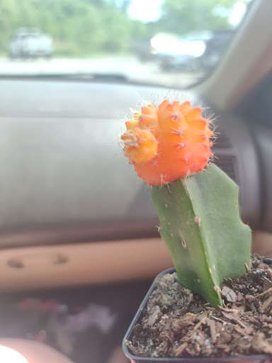 Department Store «Walmart Supercenter», reviews and photos, 6265 Brockport Spencerport Rd, Brockport, NY 14420, USA