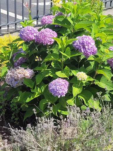 Gift Shop «Good Cause Gifts», reviews and photos, 384 Main St, Berlin, CT 06037, USA