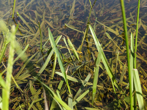 Park «Sanlando Park», reviews and photos, 401 W Highland St, Altamonte Springs, FL 32714, USA