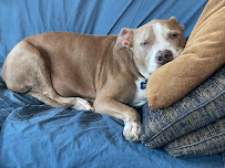 Guardian Angel Pet Care - Photo 6 - Car repair in , Phoenix